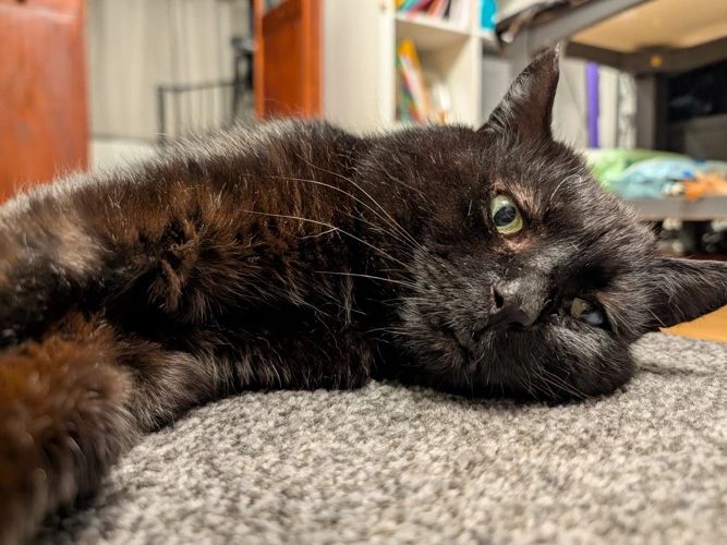 10-year-old Bandit