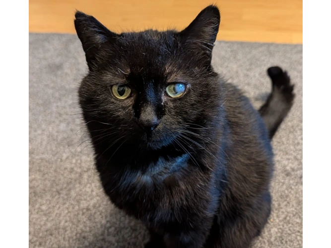 10-year-old Bandit