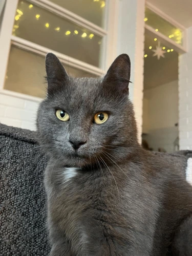 Bobby
