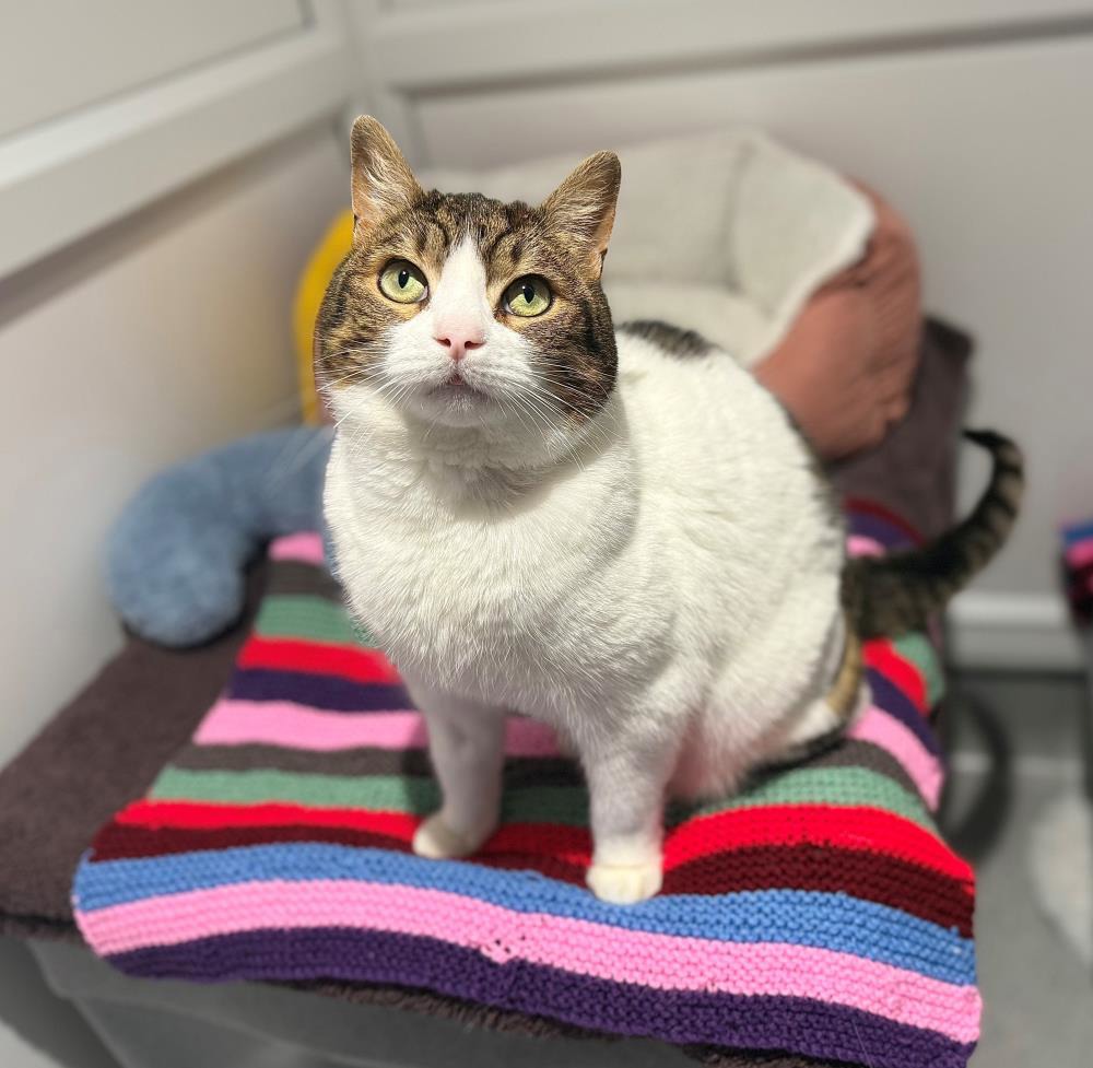 Mochi — Domestic Cat