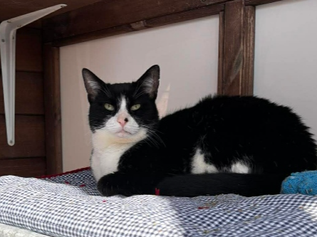 Kristoff — Domestic Cat