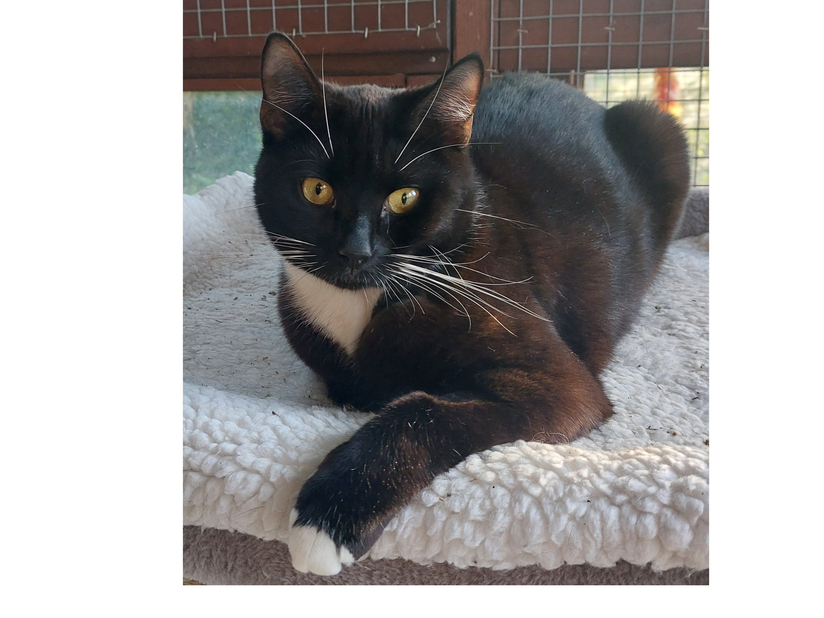 Binx — Domestic Cat