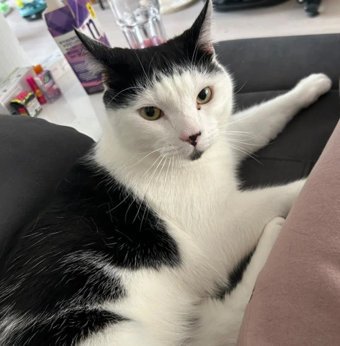 Nova