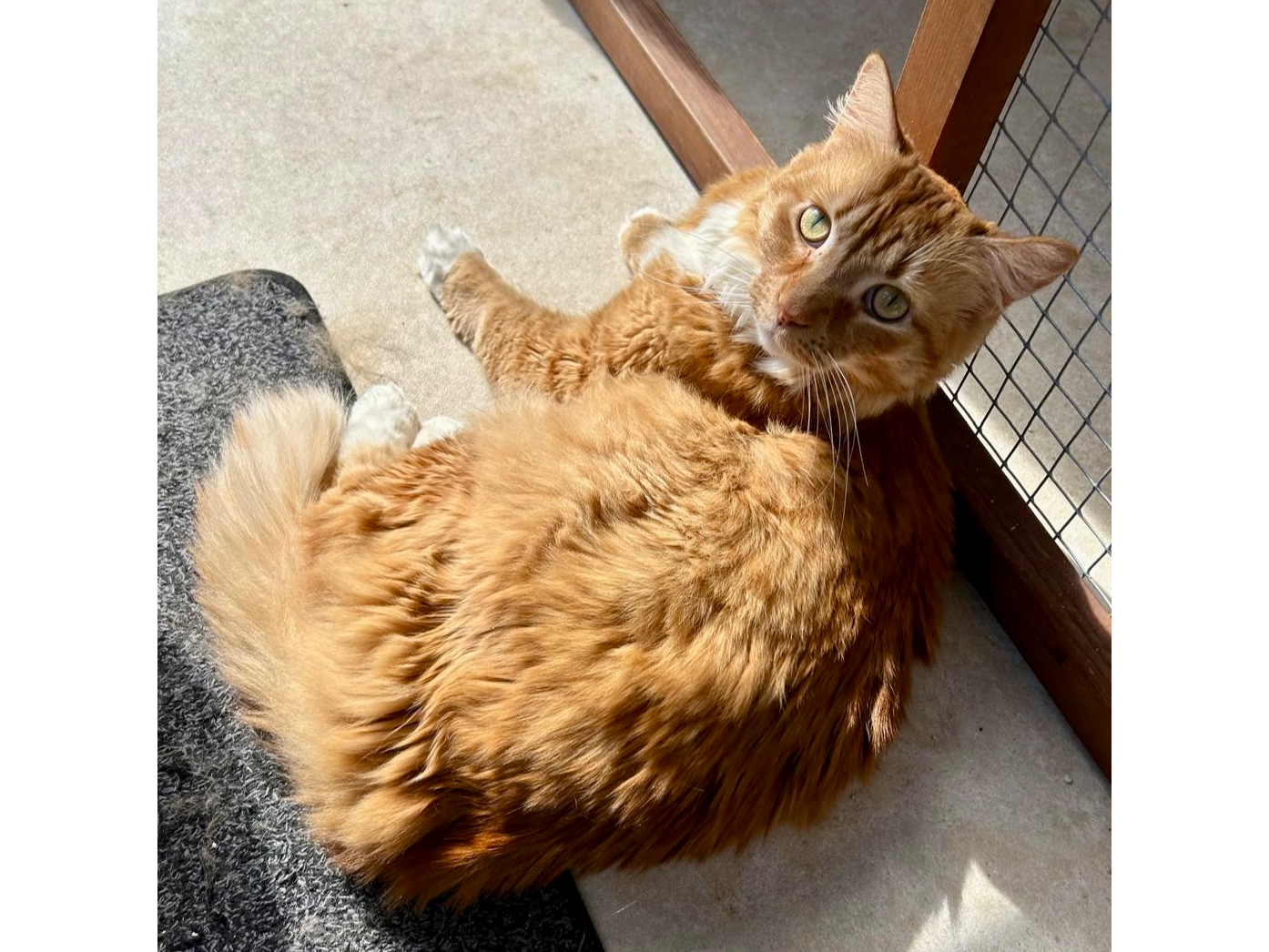 BamBam — Domestic Cat