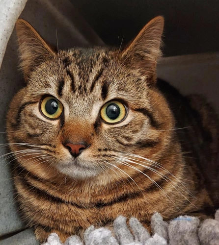 Phoenix 1 Year Old Male