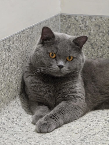 Diesel 1 Year Old Male