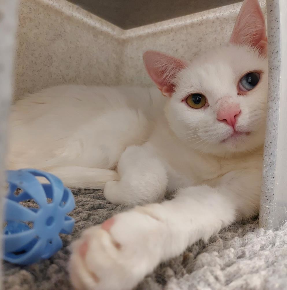 Coco 4 Year Old Female