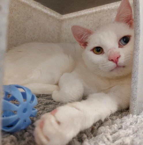 Coco 4 Year Old Female