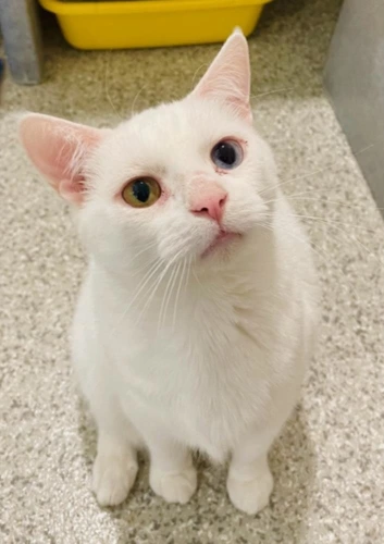 Connie 4 Year Old Female