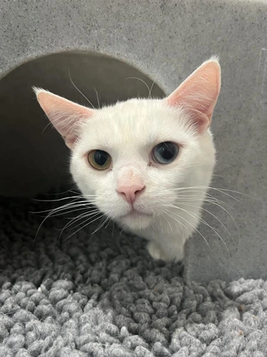 Coco 4 Year Old Female