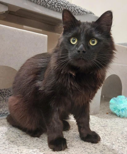 Lieutenant Luther 4 Year Old Male