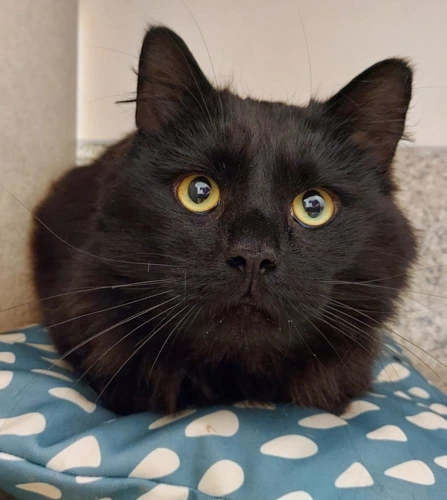 Lieutenant Luther 4y male