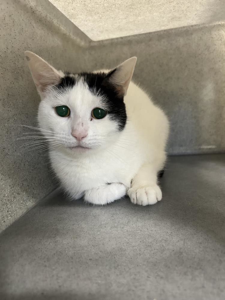 Chrissy — Domestic Cat