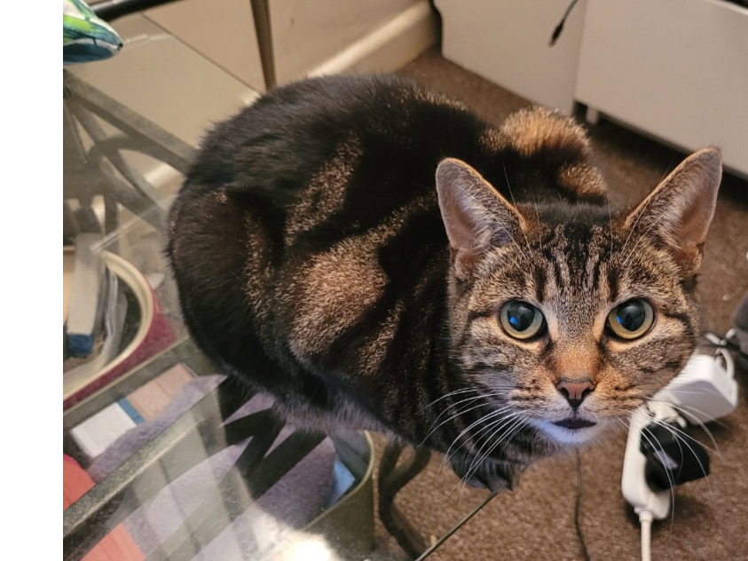 Fliss — Domestic Cat