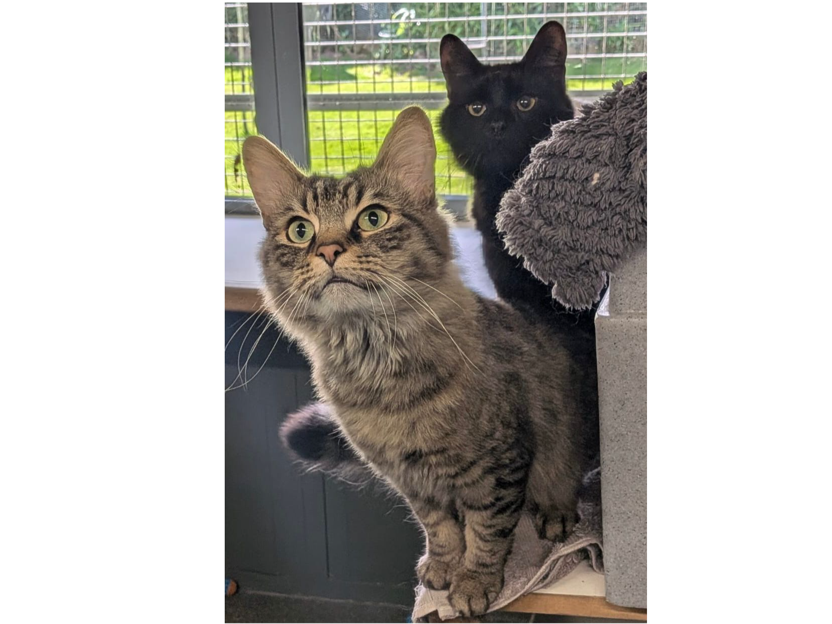 Greg and Shadow — Domestic Cat