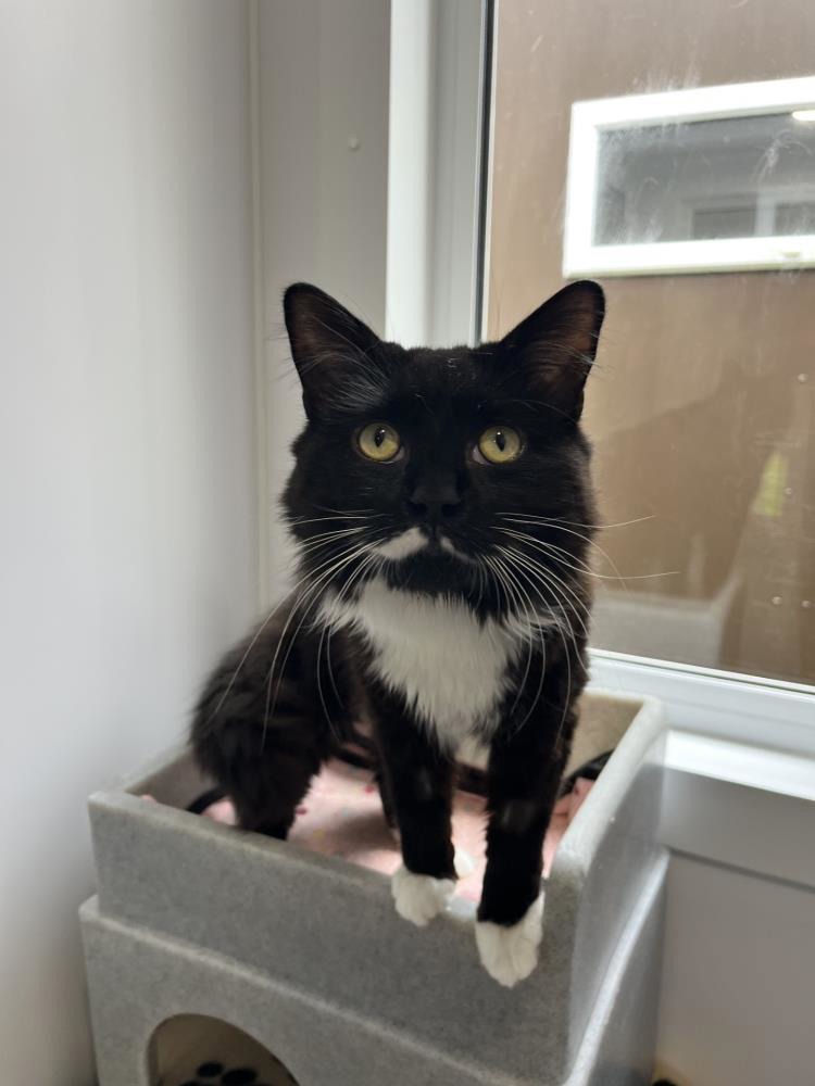 Ollie — Domestic Cat