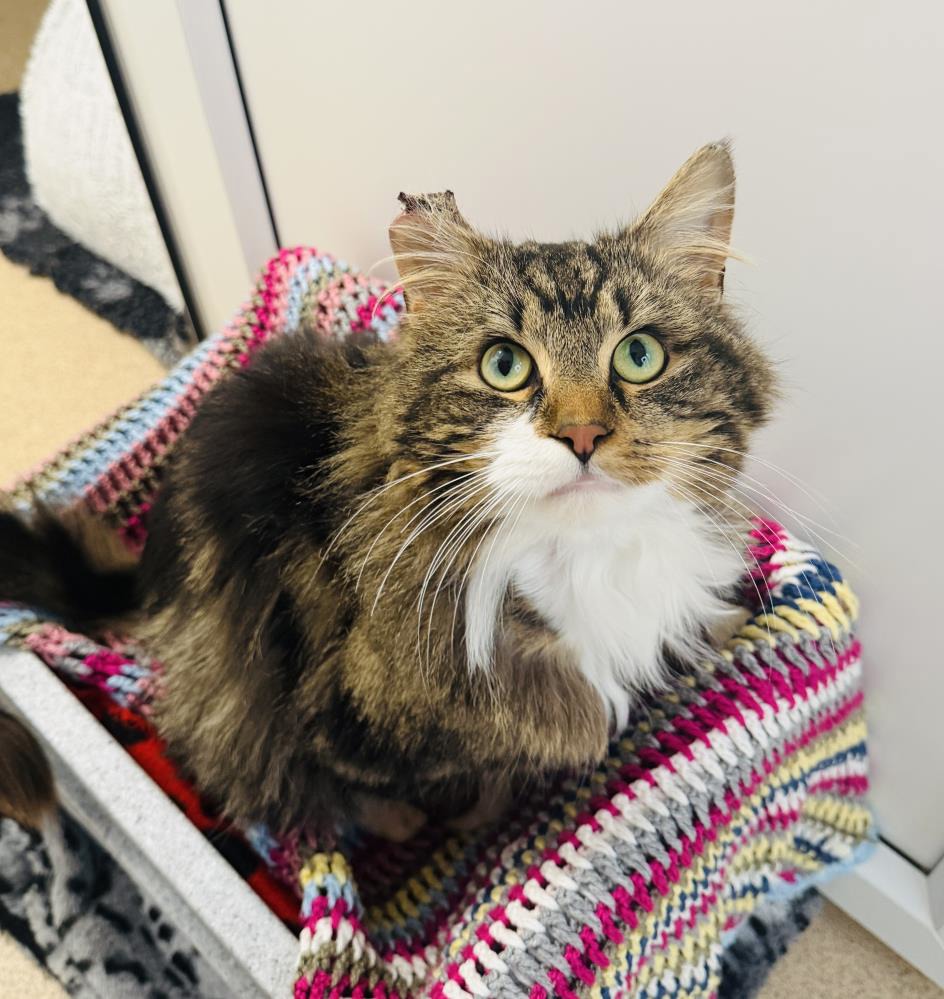 Samson — Domestic Cat