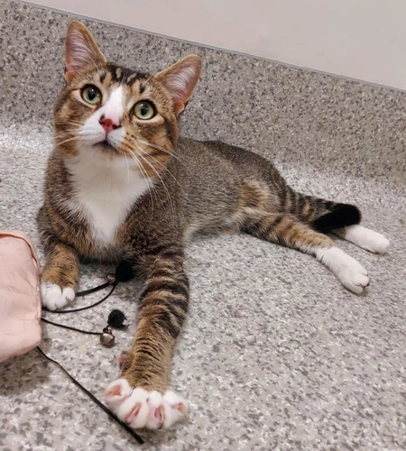 Windermere 1 Year Old Male