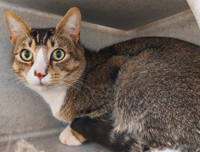 Windermere 1 Year Old Male