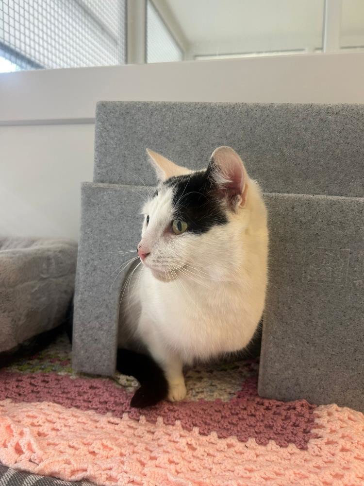 Spot — Domestic Cat