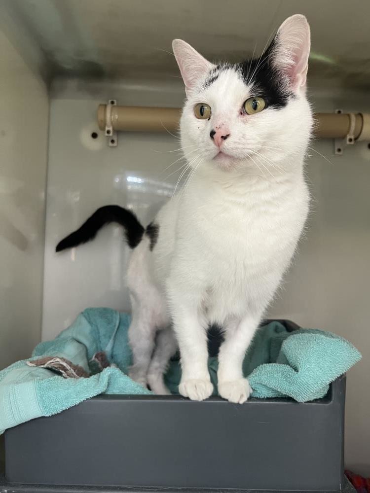 Spot — Domestic Cat