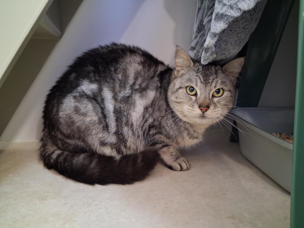 Georgie — Domestic Cat