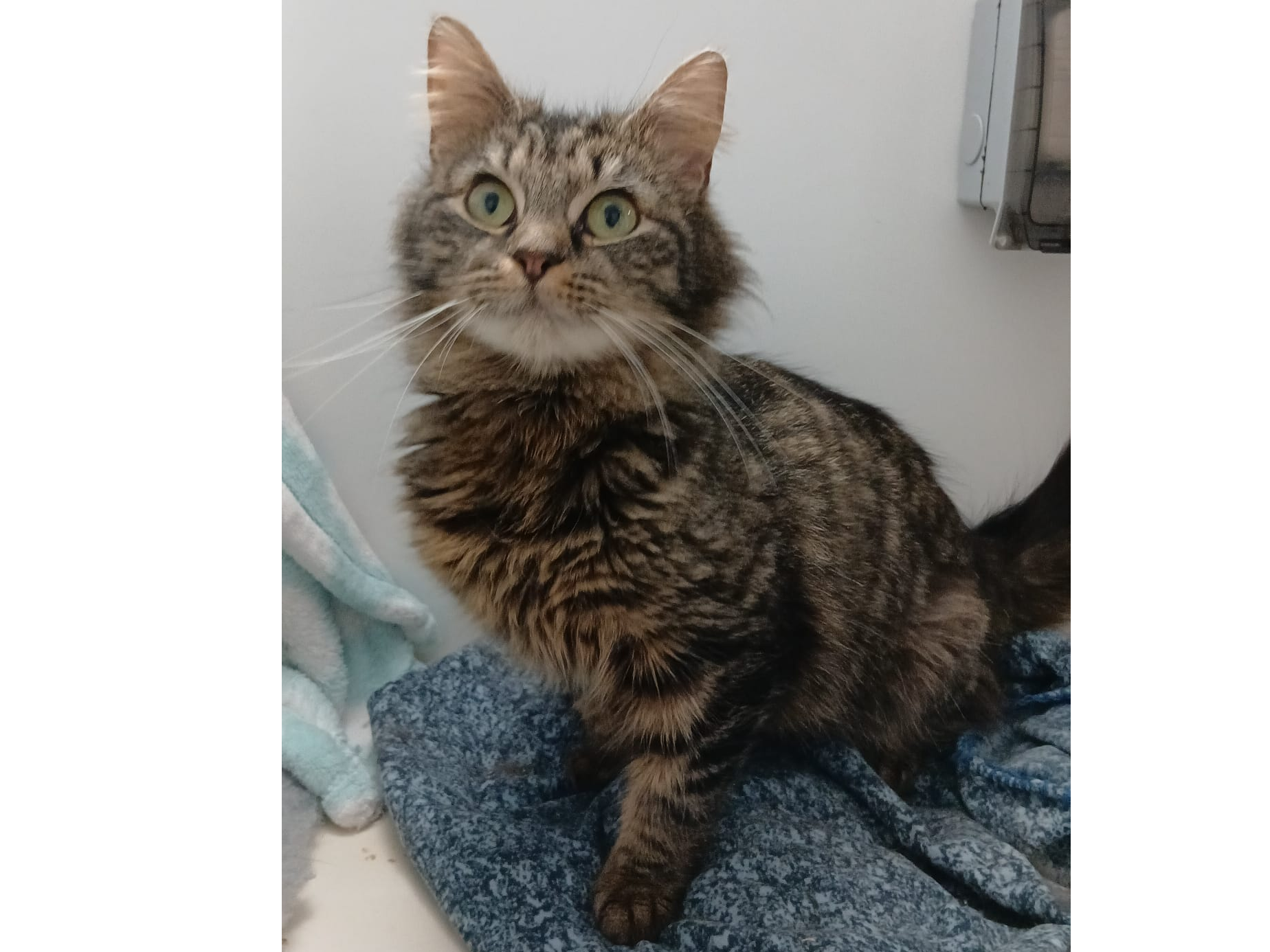 Sandy — Domestic Cat