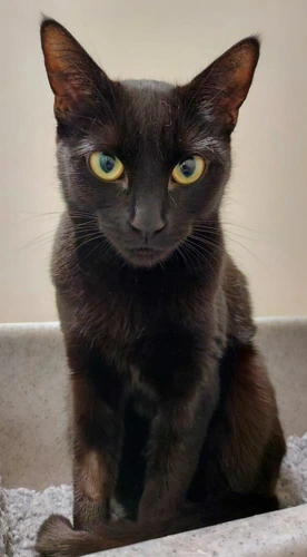 Bronwyn 2 Year Old Female