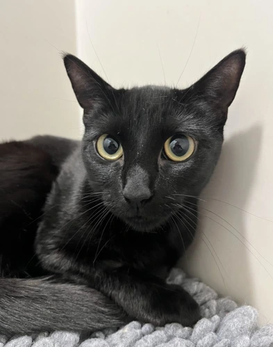 Bronwyn 2 Year Old Female