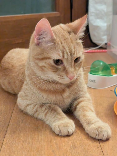 Felix