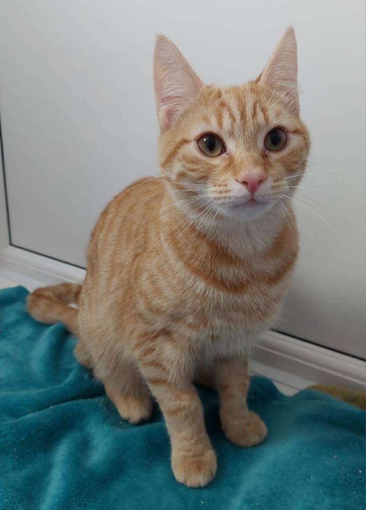 Suzie — Domestic Cat