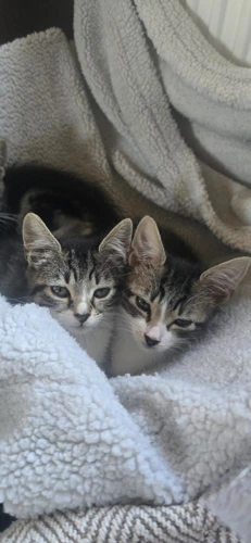 Tabby Queens K4 Francis