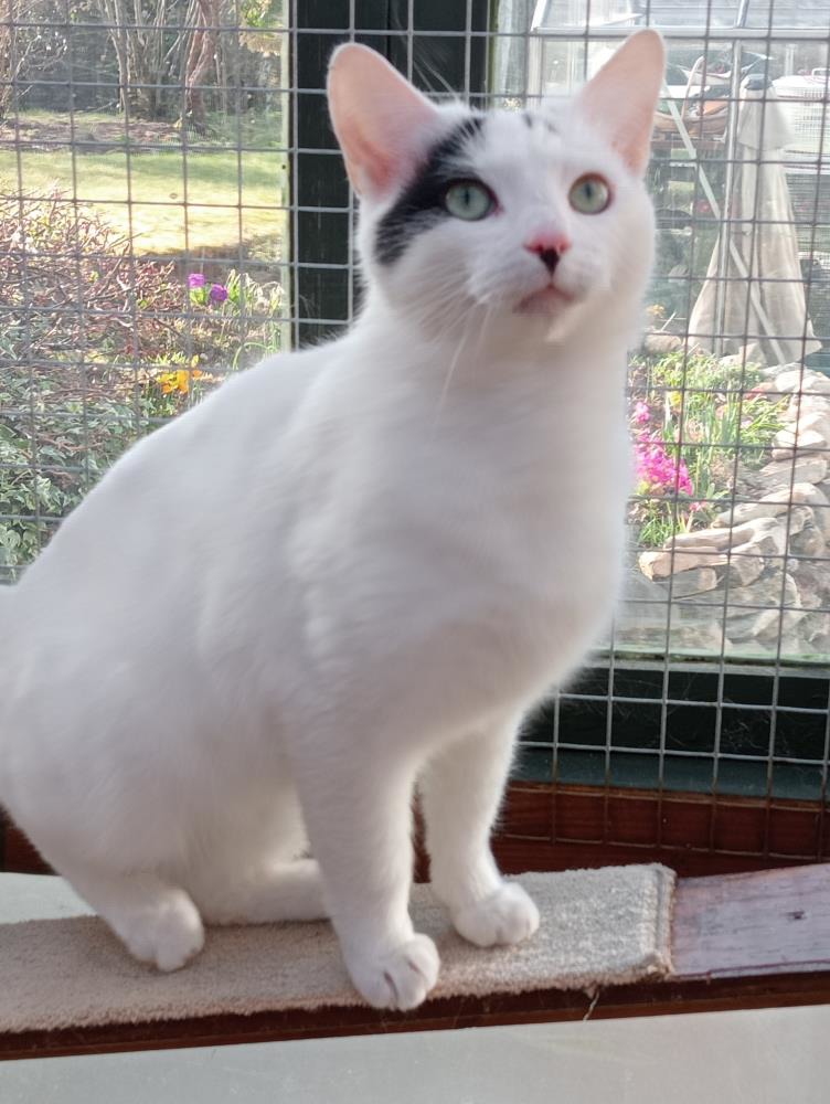 Ace — Domestic Cat