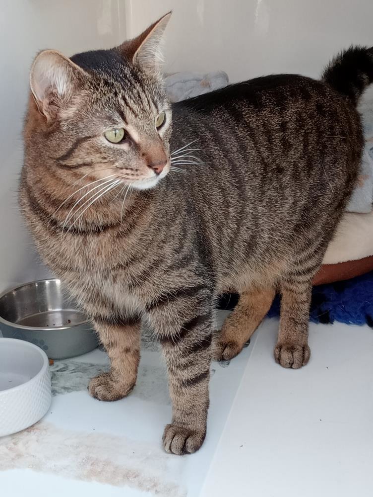 Teddy — Domestic Cat