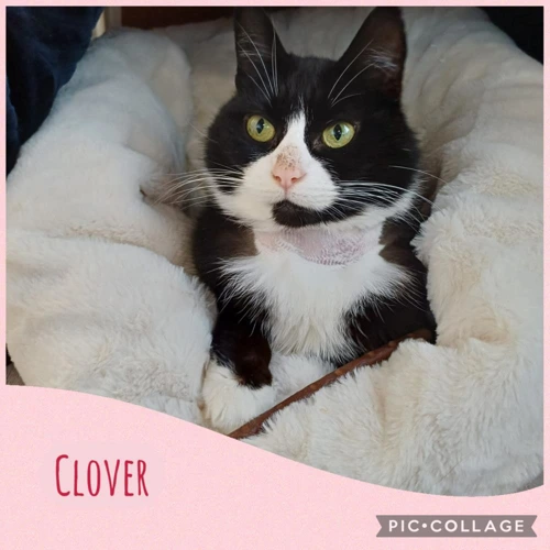 Clover