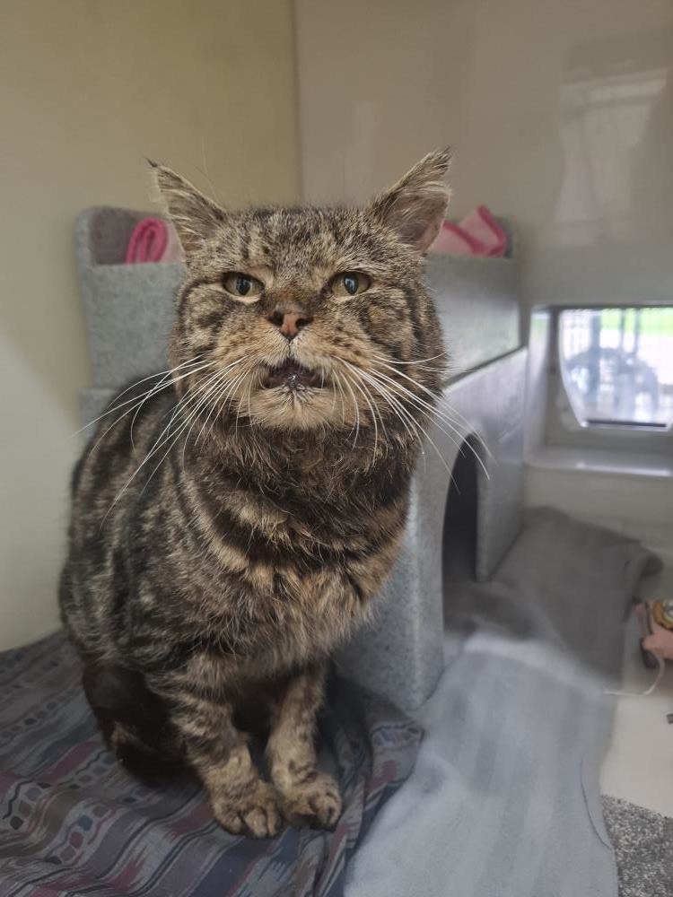 Boris — Domestic Cat