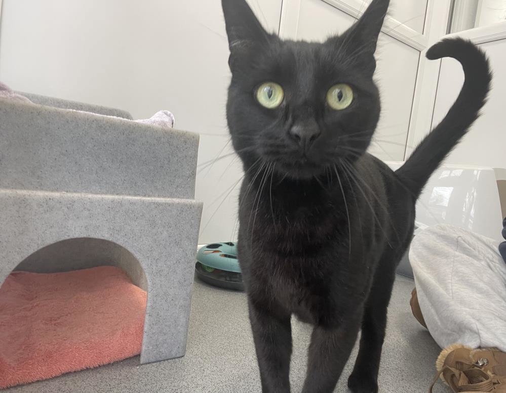 Pika — Domestic Cat