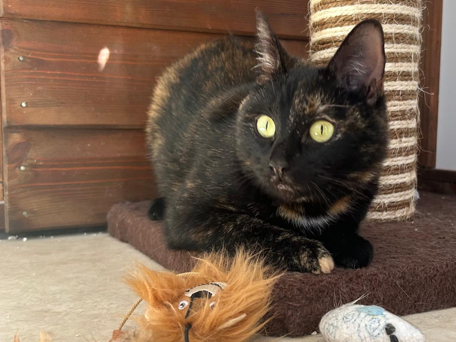 Maeve — Domestic Cat