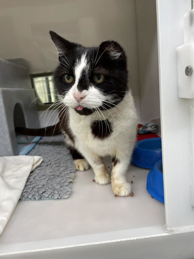 James — Domestic Cat