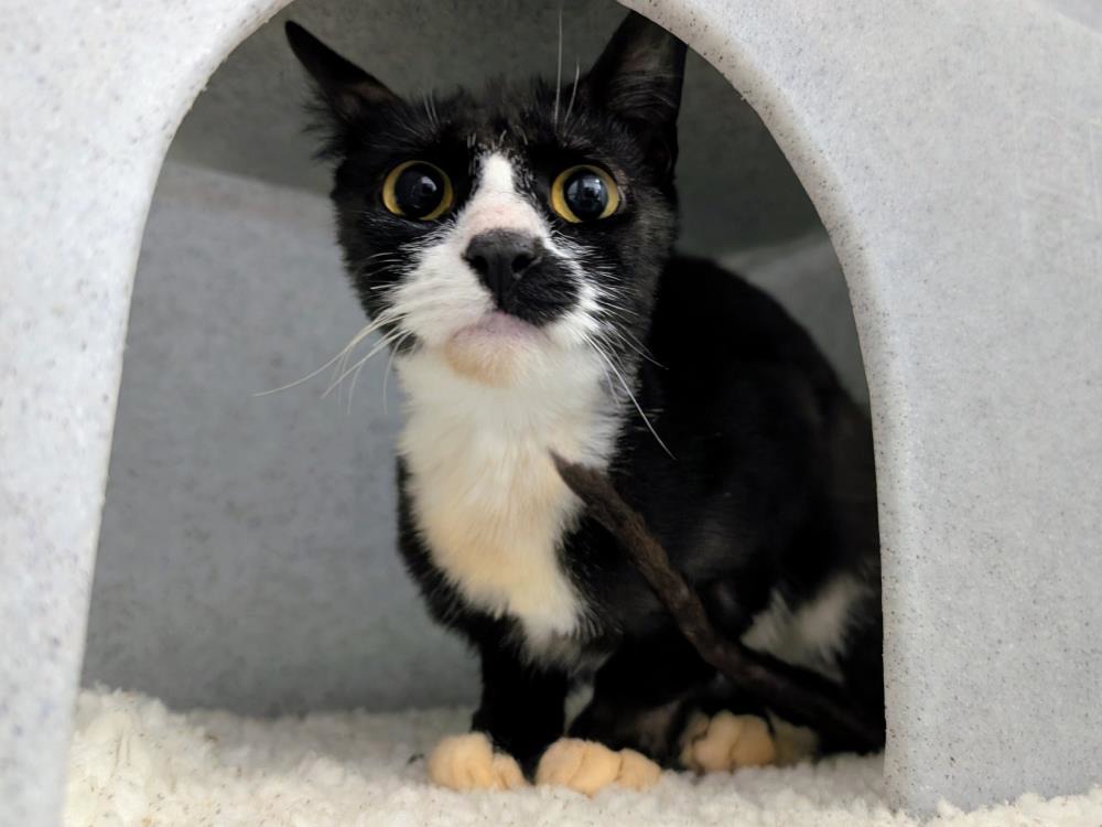 Coco Chanel — Domestic Cat