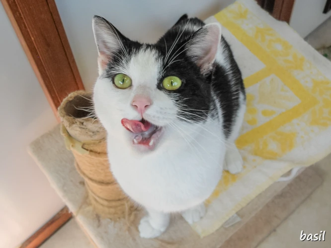 Basil