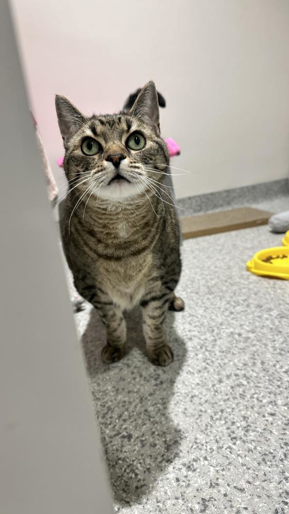 Thomas — Domestic Cat