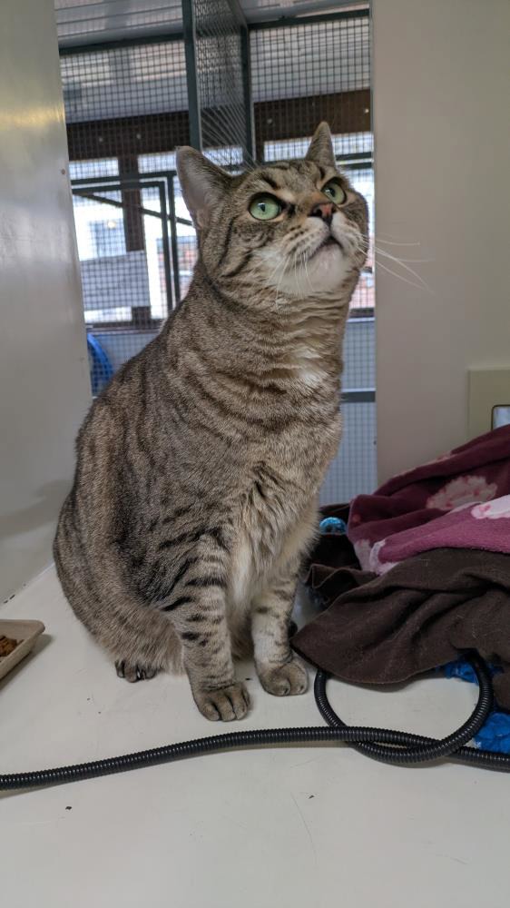 Thomas — Domestic Cat