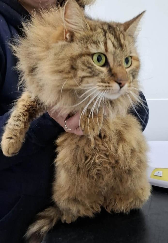 Rosie — Domestic Cat