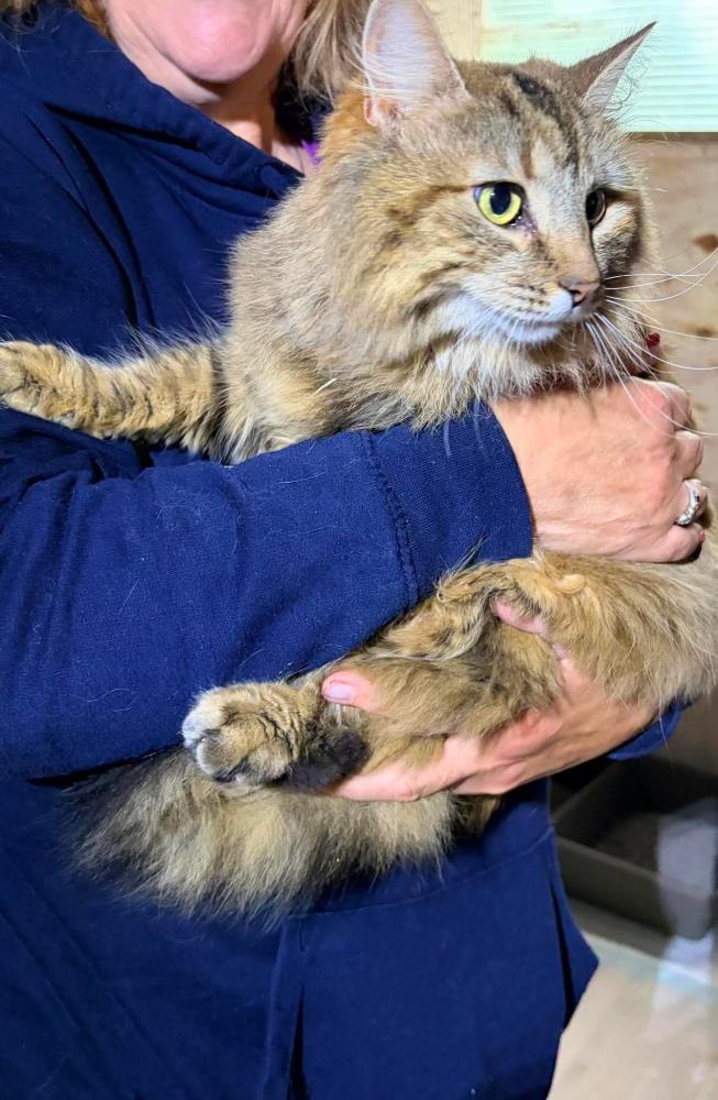 Rosie
