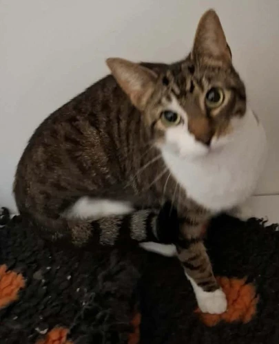 Coco