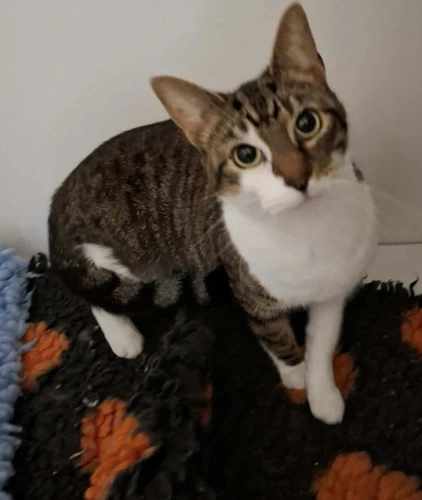 Coco