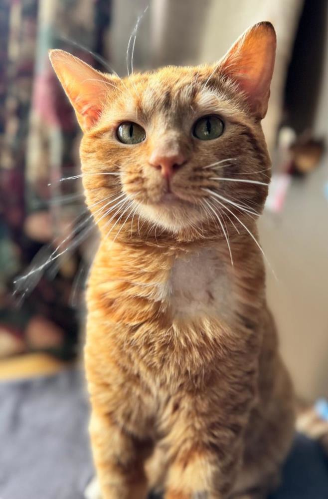 Blaze — Domestic Cat