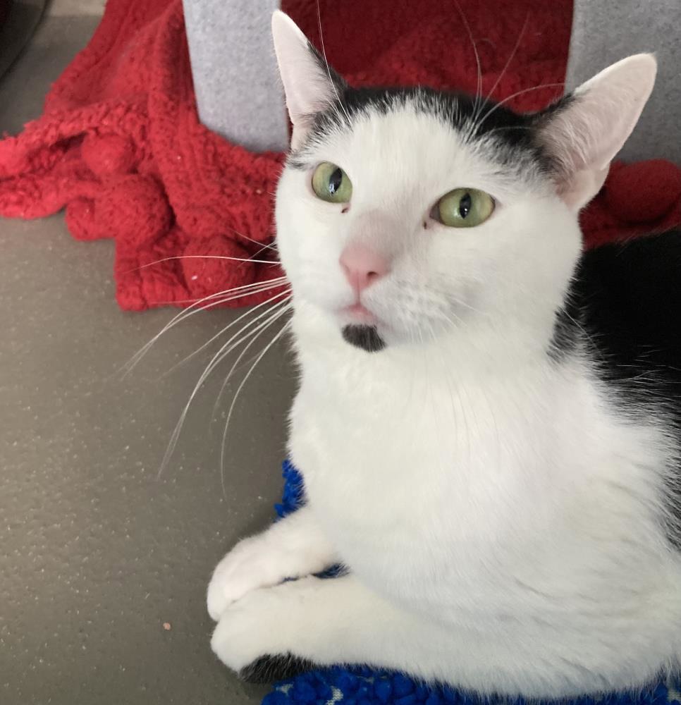 Patch — Domestic Cat