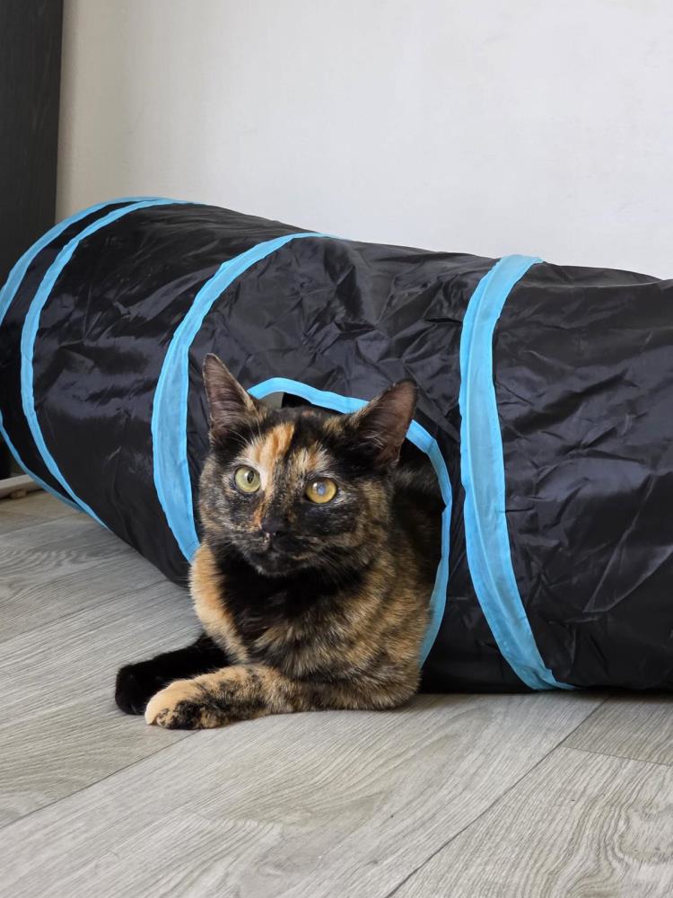 Bubbles and Sprinkles